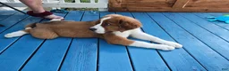 Mixed Breed dogs for sale: Marley - Ad 61