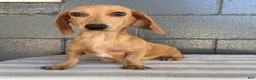 Miniature Dachshund dogs for sale: Dolly - Ad 6