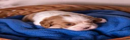 Cavalier King Charles Spaniel dogs for sale: Cheers - Ad 7