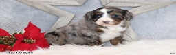 Mini Bernedoodle dogs for sale: Banjo - Ad 2