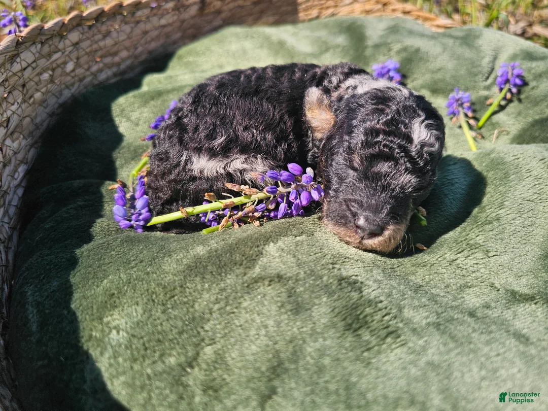 Mini Goldendoodle dogs for sale: Jasper - Ad 1