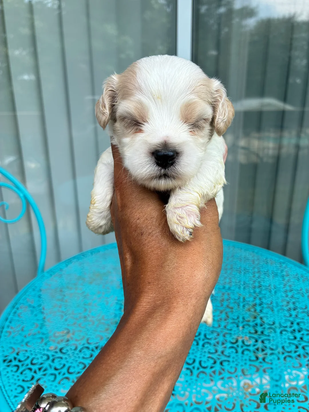 Cockapoo dogs for sale:  4. Teddy - Ad 2