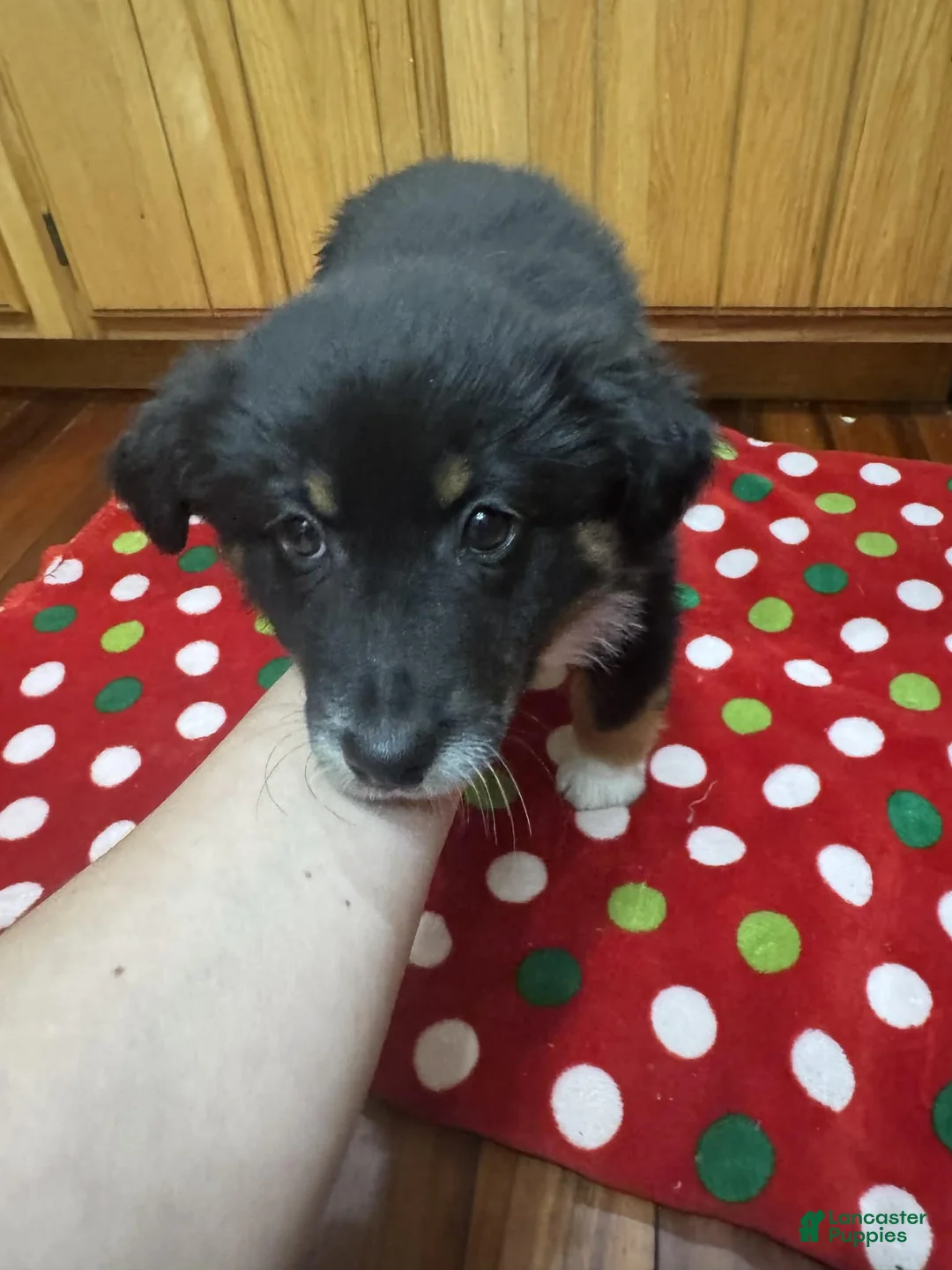 Australian Shepherd dogs for sale: Solstice - Ad 3