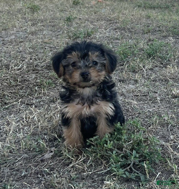Yorkiepoo dogs Yorkiepoo 3 / #1170 - Ad 2