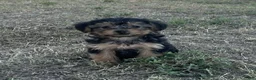 Yorkiepoo dogs for sale: Yorkiepoo 3 / #1170 - Ad 2