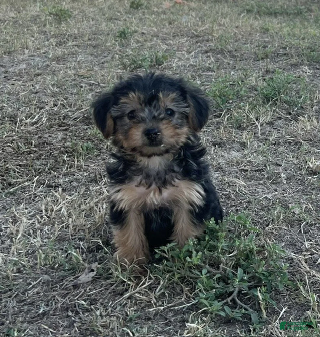 Yorkiepoo dogs for sale: Yorkiepoo 3 / #1170 - Ad 2