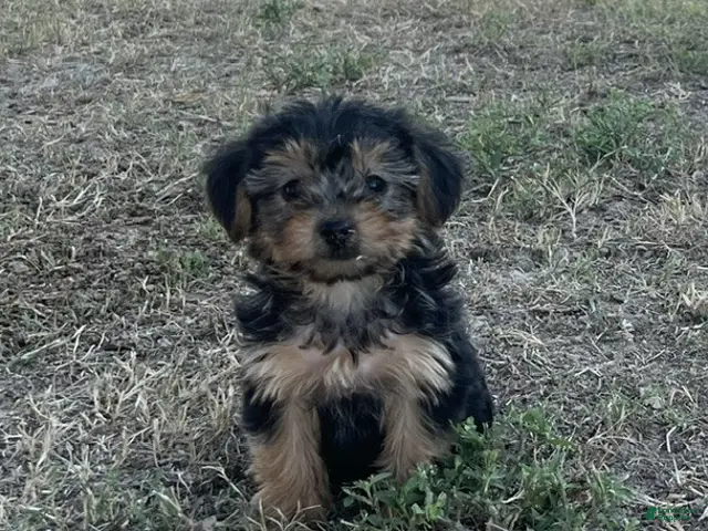 Yorkiepoo dogs for sale: Yorkiepoo 3 / #1170 - Ad 2