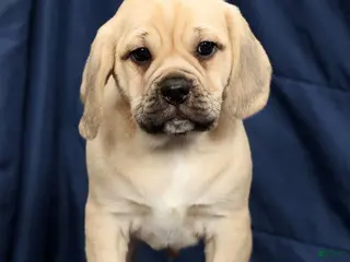Puggle dogs for sale: Casey - Ad 2