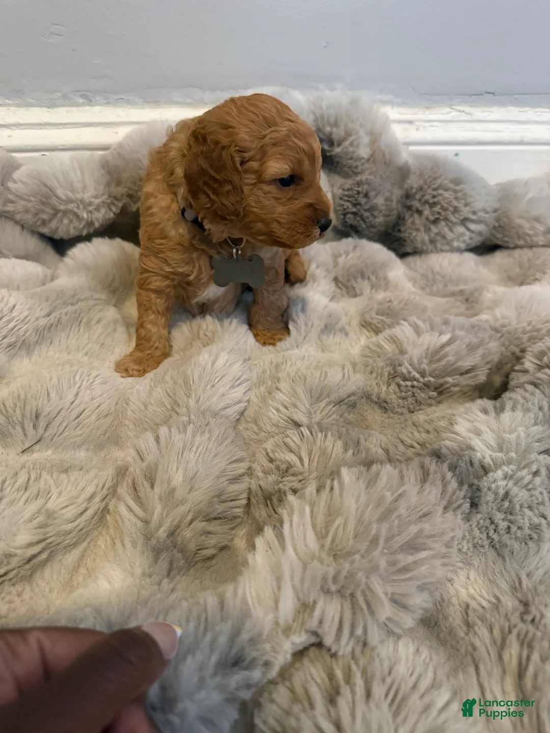 Mini Goldendoodle dogs for sale: Mini Goldendoodle 6 - Ad 2