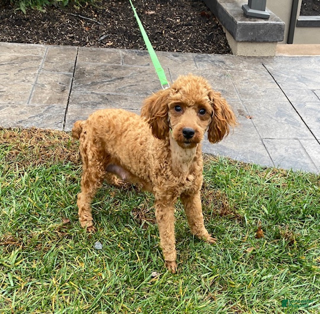 Toy Poodle dogs for sale: Tilly - Ad 7