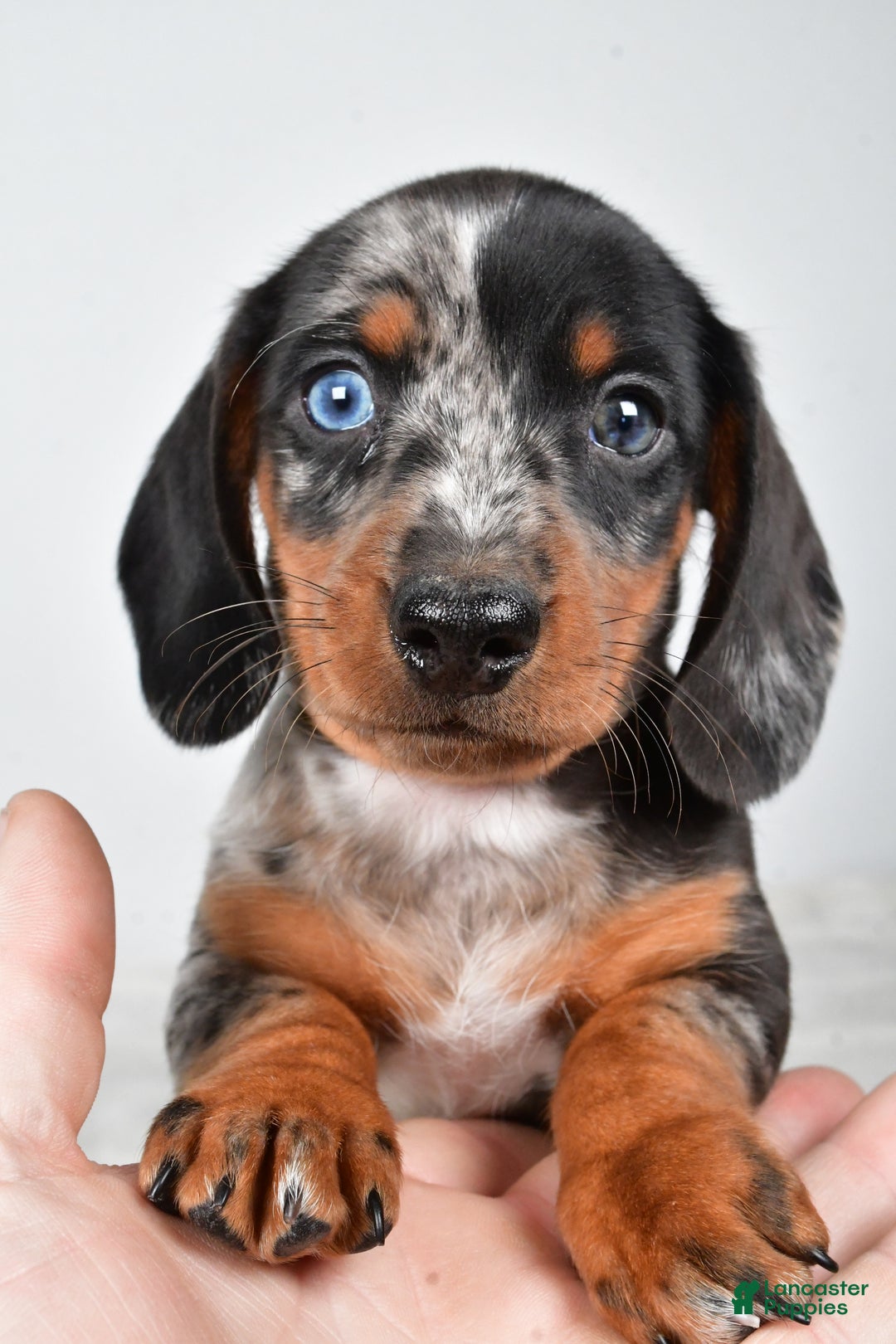Miniature Dachshund dogs for sale: Theo - Ad 11