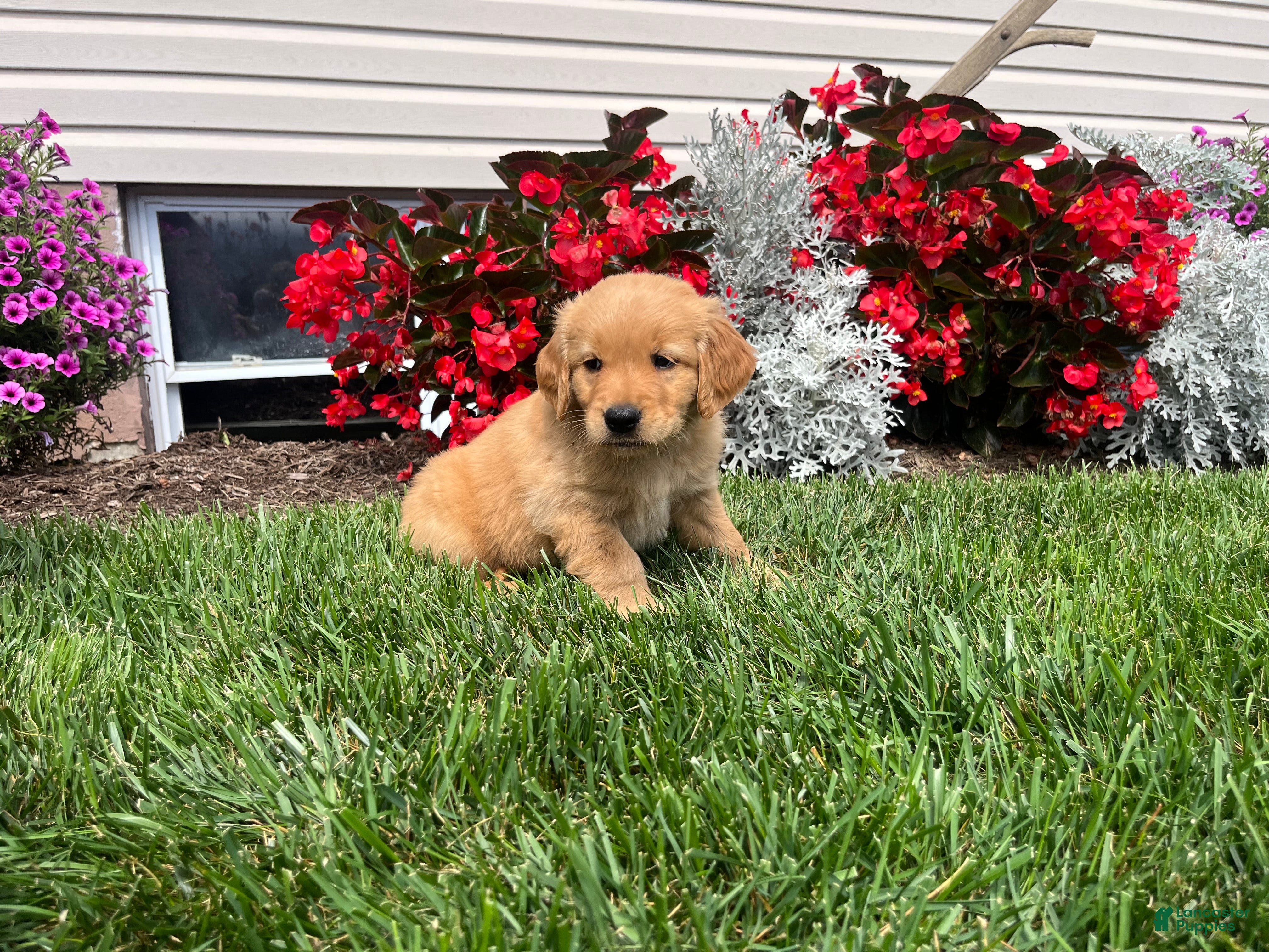 Golden Retriever dogs for sale: Marley❤️AKC Hip Cert - Ad 3