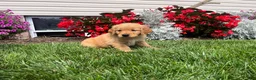 Golden Retriever dogs for sale: Marley❤️AKC Hip Cert - Ad 1