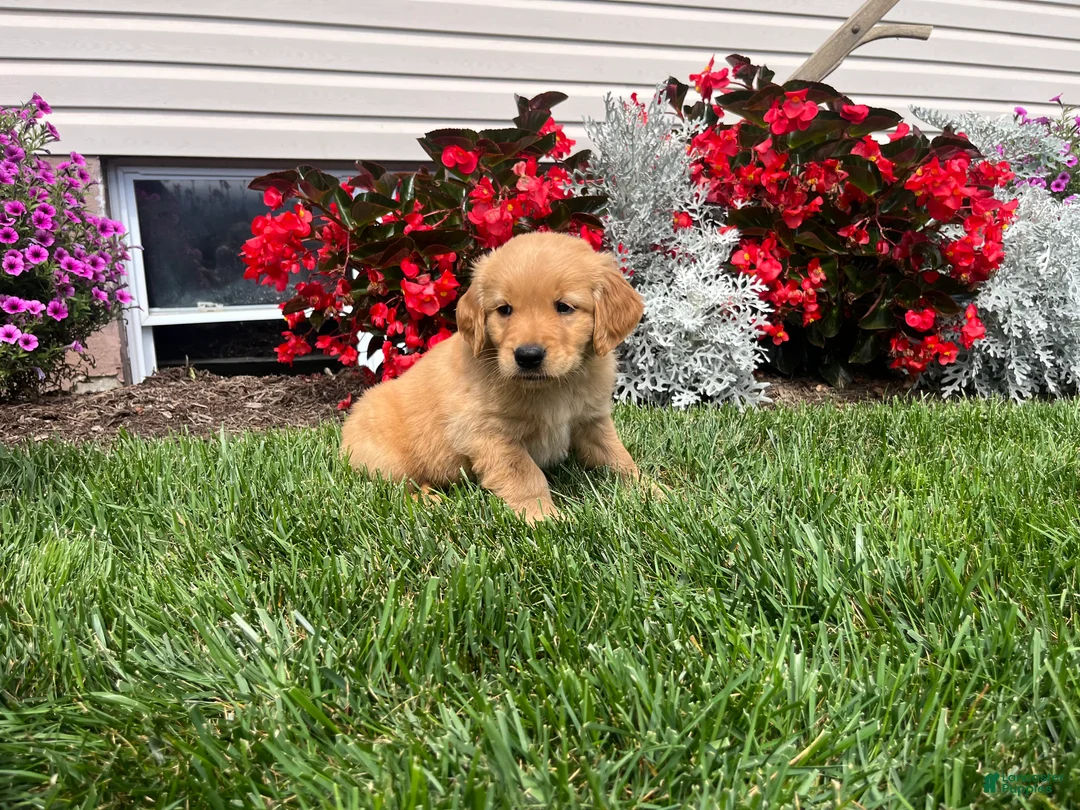 Golden Retriever dogs for sale: Marley❤️AKC Hip Cert - Ad 1
