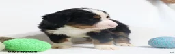 Bernese Mountain Dog dogs for sale: Max - Ad 5