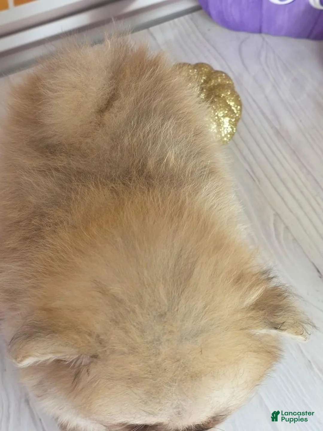 Pomeranian dogs for sale: Apricot - Orange Female Pomeranian - Ad 10