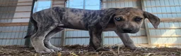 Catahoula Leopard Dog dogs for sale: Duchess 2026 Male 7 - Ad 5