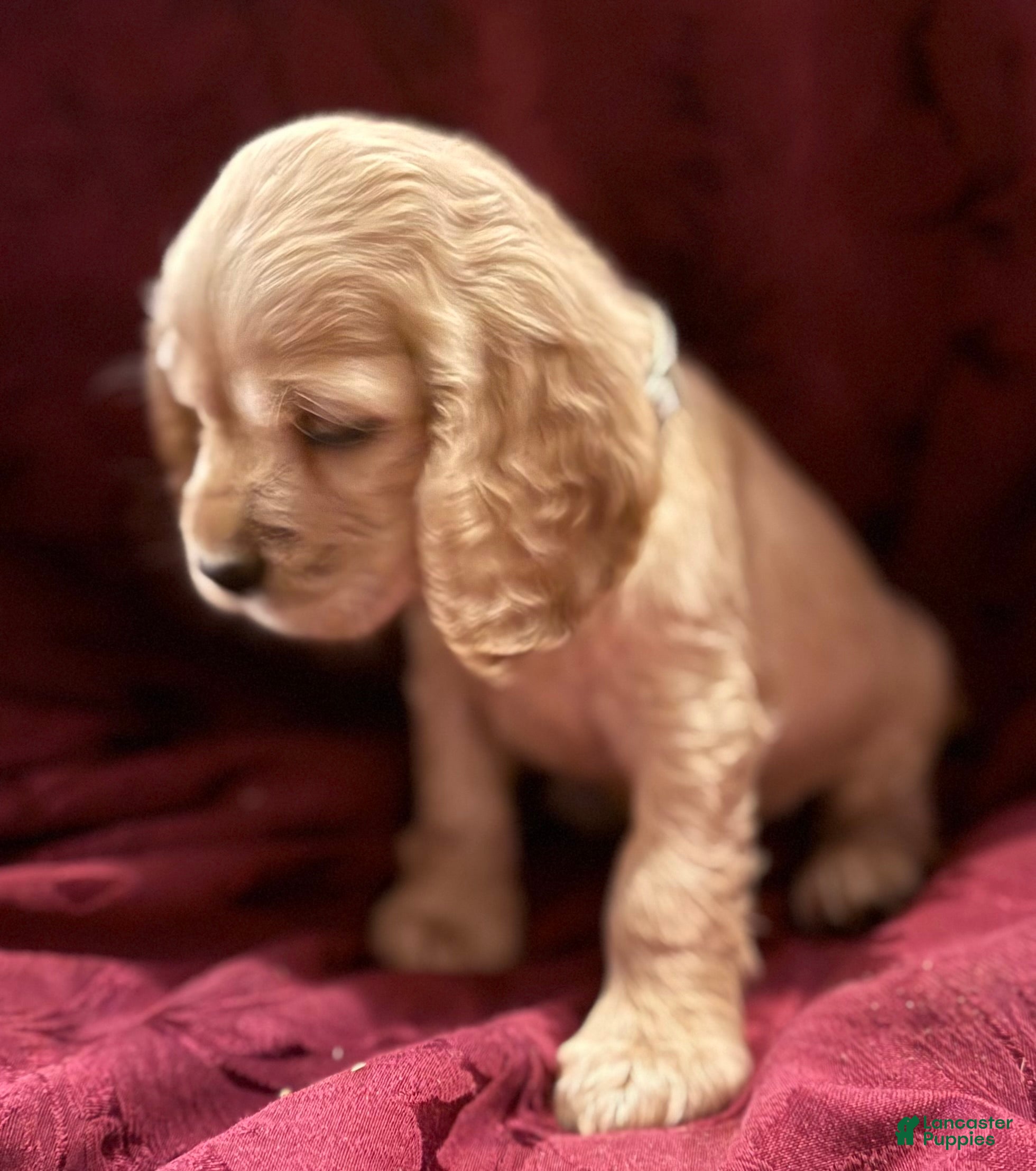 Cocker Spaniel dogs Cocker Spaniel Puppy GAVIN - Ad 2