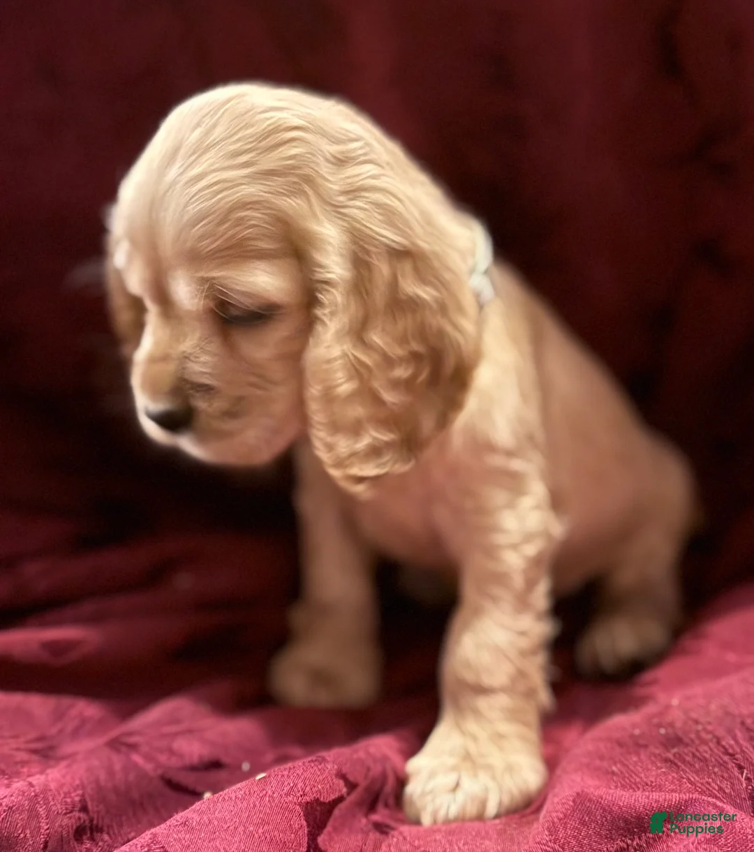 Cocker Spaniel dogs for sale: Cocker Spaniel Puppy GAVIN - Ad 2
