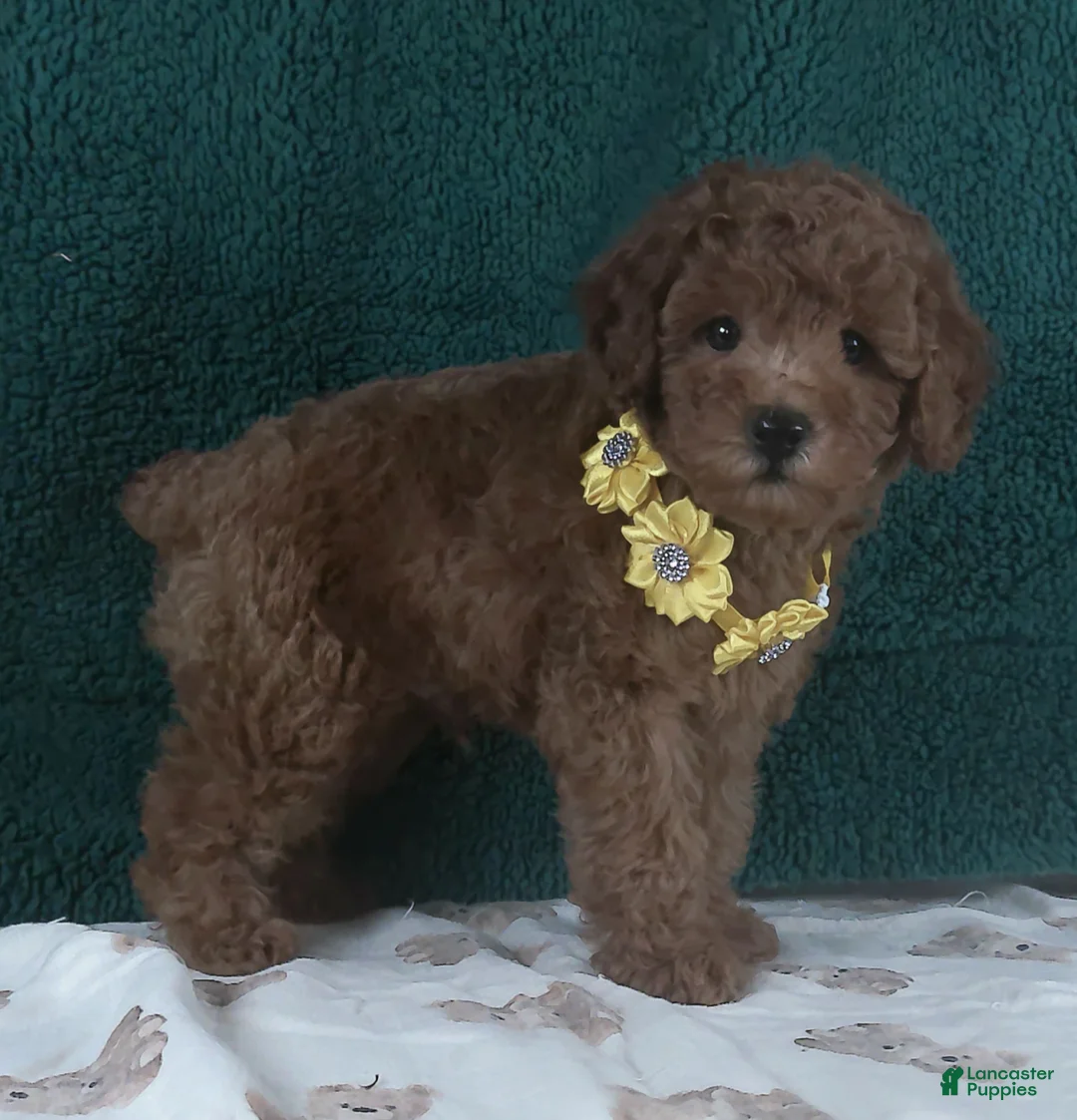Miniature Poodle dogs for sale: Miniature Poodle Puppy 1 - Ad 2