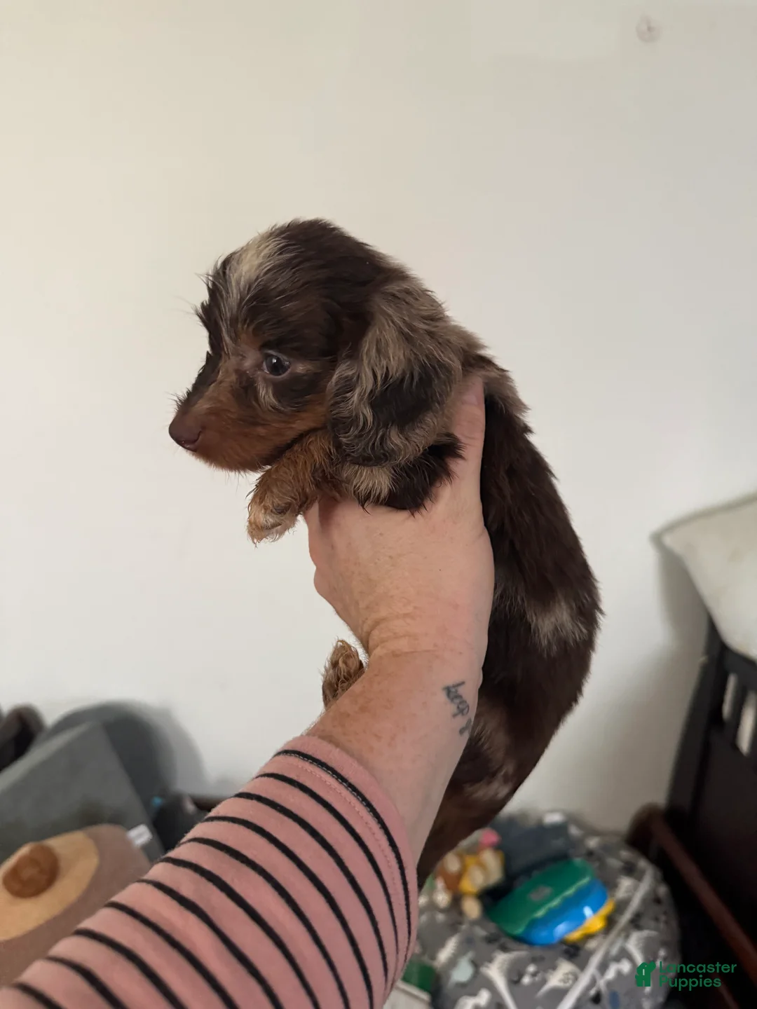 Miniature Dachshund dogs for sale: Miniature Dachshund 1 - Ad 2