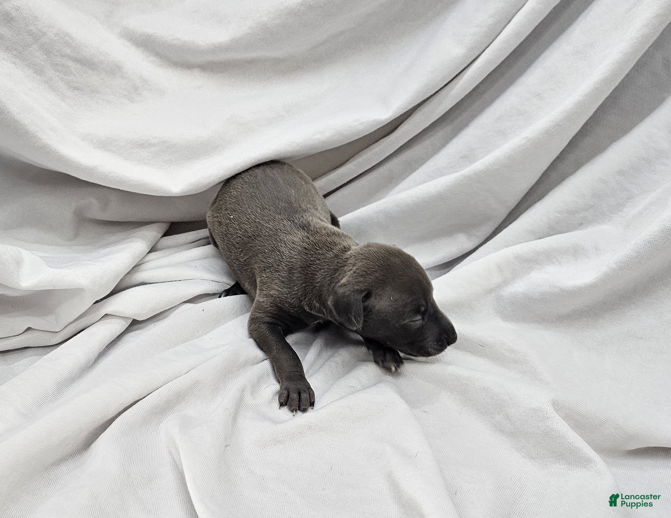 Italian Greyhound dogs Light Blue Female - Ad 2