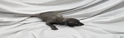 Italian Greyhound dogs for sale: Fawn Male - Hari - Ad 5