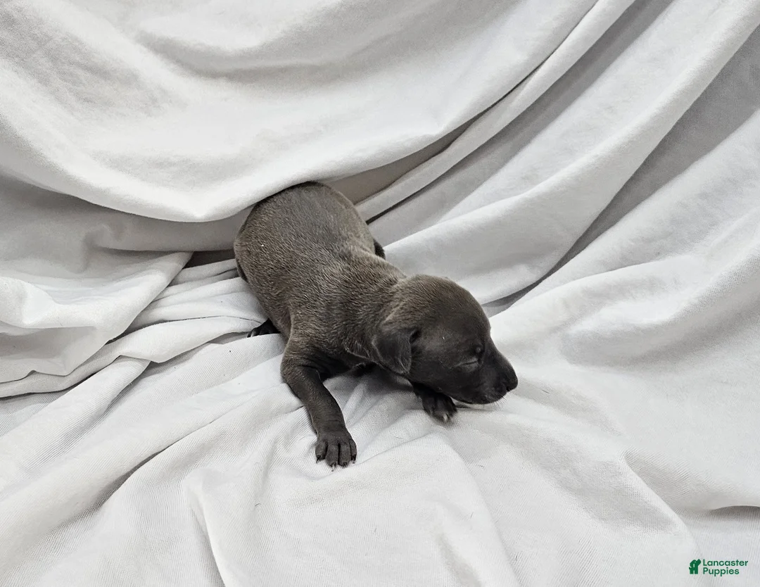 Italian Greyhound dogs for sale: Blue Female - Ad 2