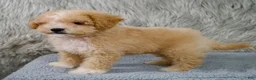Mini Goldendoodle dogs for sale: Mini Goldendoodle 1 - Ad 4