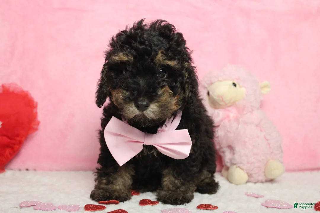Toy Poodle dogs for sale: Jasper - Ad 3