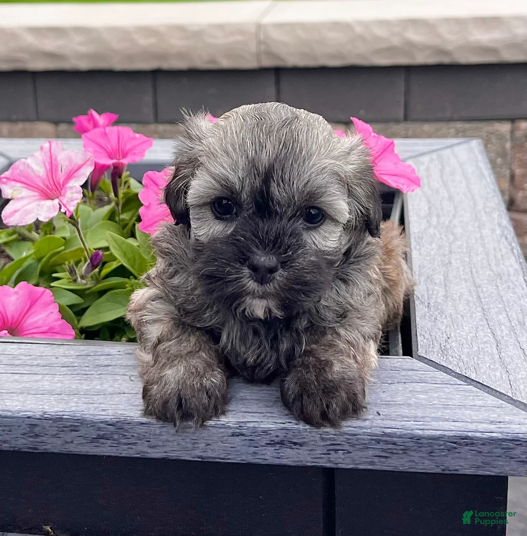 Havanese dogs for sale: Nancy - Ad 2