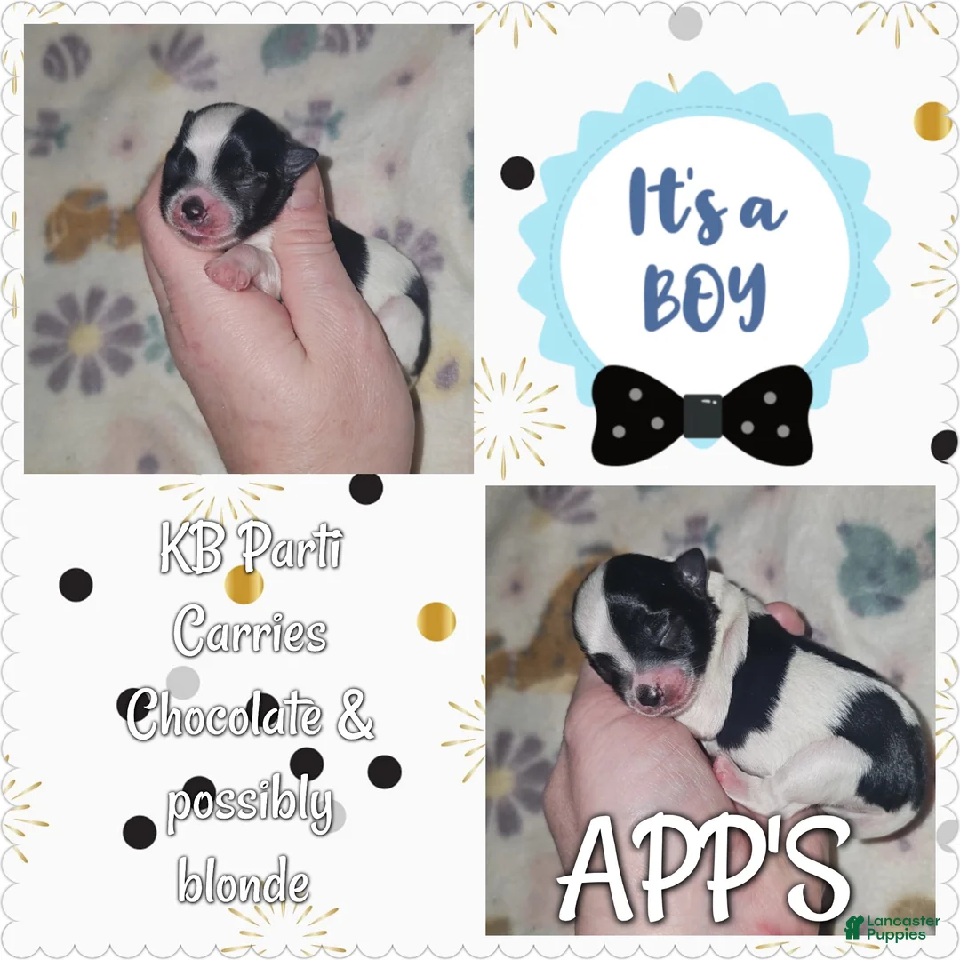 Yorkshire Terrier dogs for sale: Yorkshire Terrier Puppy 2 - Ad 1