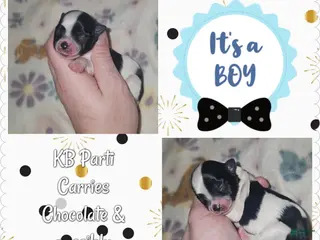 Yorkshire Terrier dogs Yorkshire Terrier Puppy 2 - Ad 35