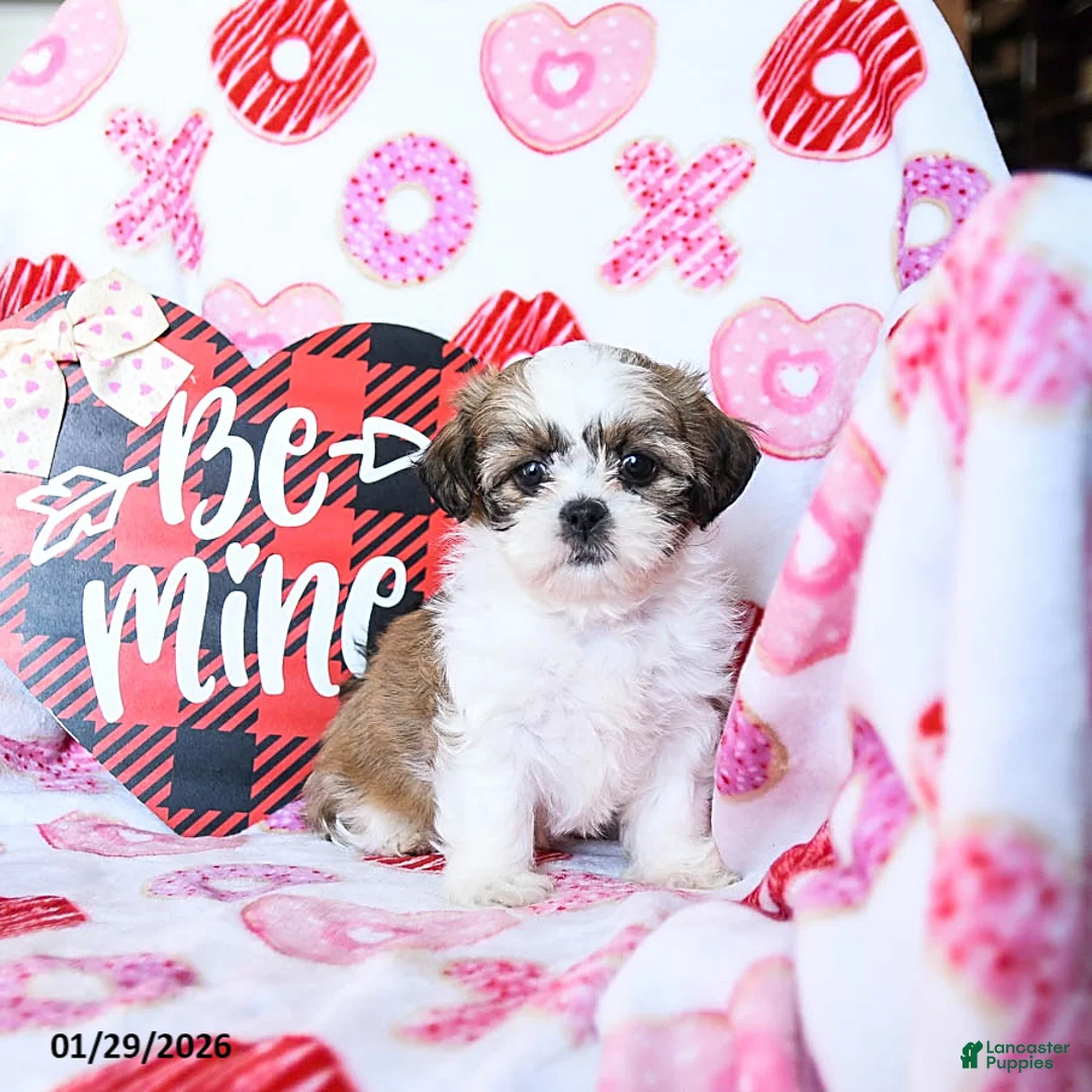 Shih Tzu dogs for sale: Ginger - Ad 2