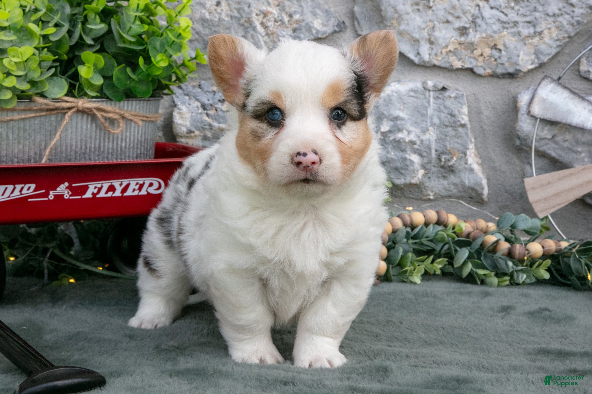 Welsh Corgi Pembroke dogs Asha - Ad 41