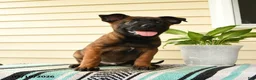 Belgian Malinois dogs for sale: Amani - Ad 1