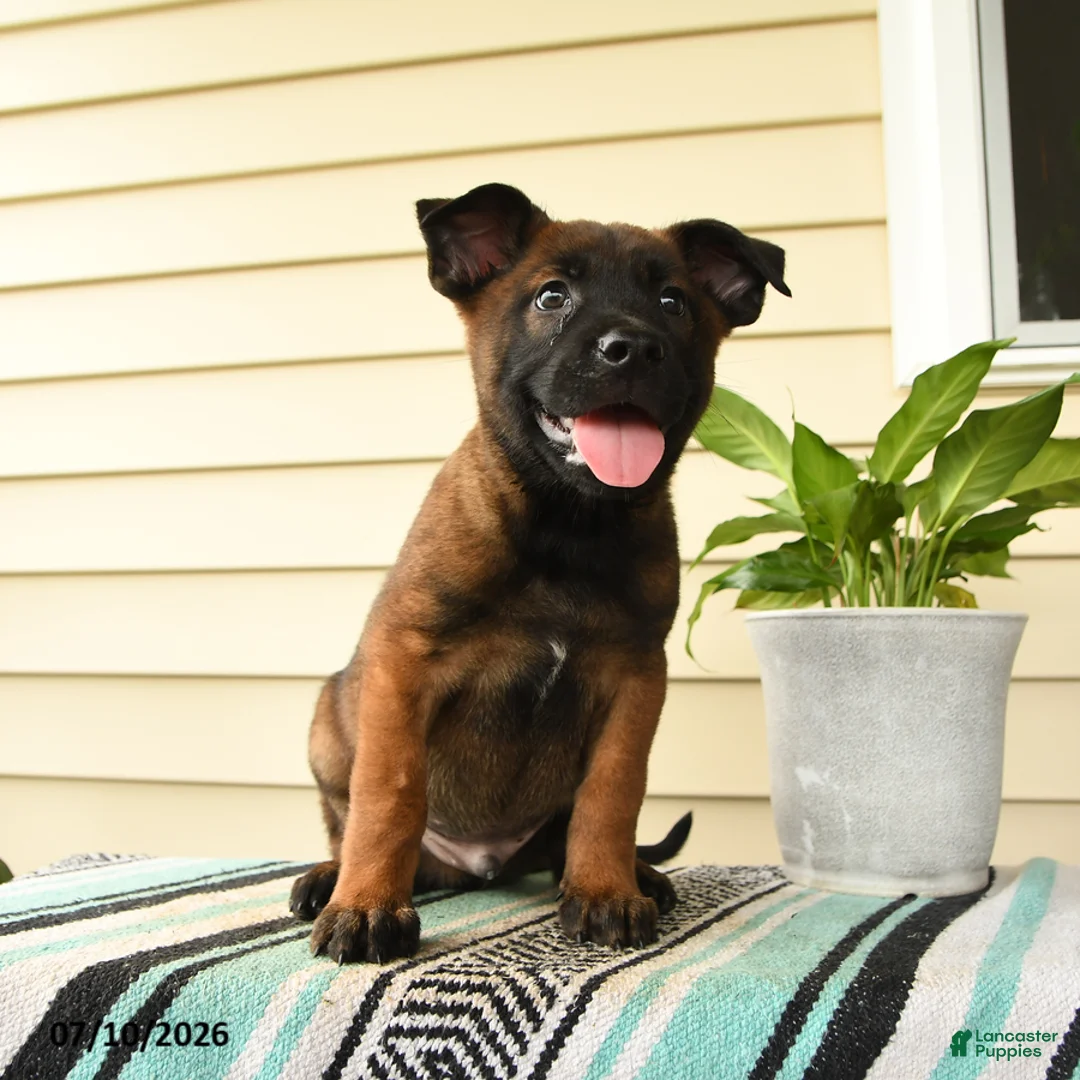 Belgian Malinois dogs for sale: Amani - Ad 1