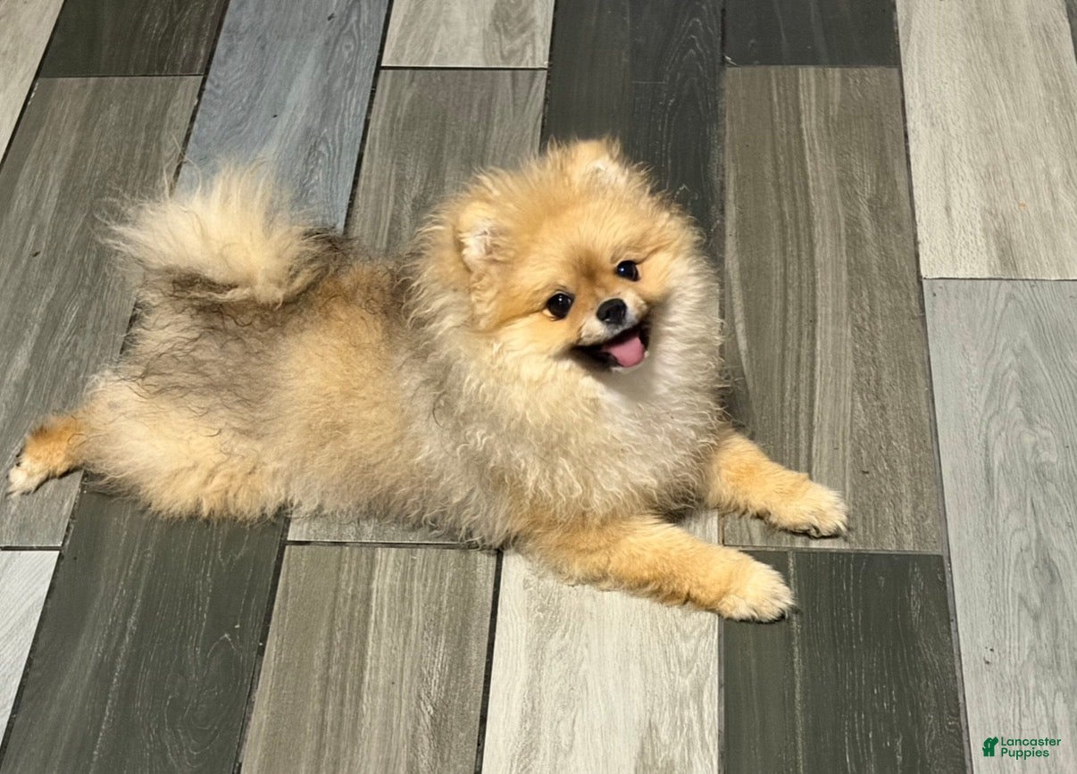 Pomeranian dogs Pomeranian Puppy 3 - Ad 2