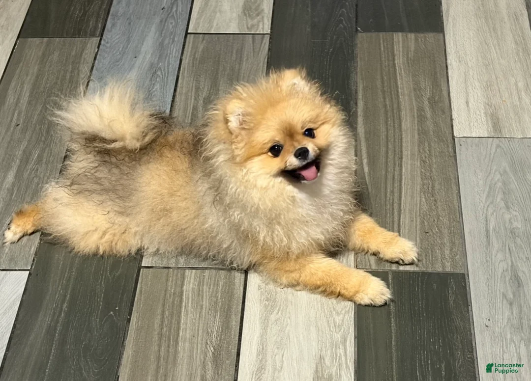 Pomeranian dogs for sale: Pomeranian Puppy 3 - Ad 2