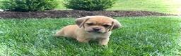 Puggle dogs for sale: Puggle 2 - Ad 3