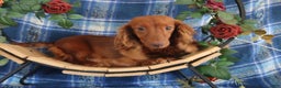 Miniature Dachshund dogs for sale: Andy - Ad 7