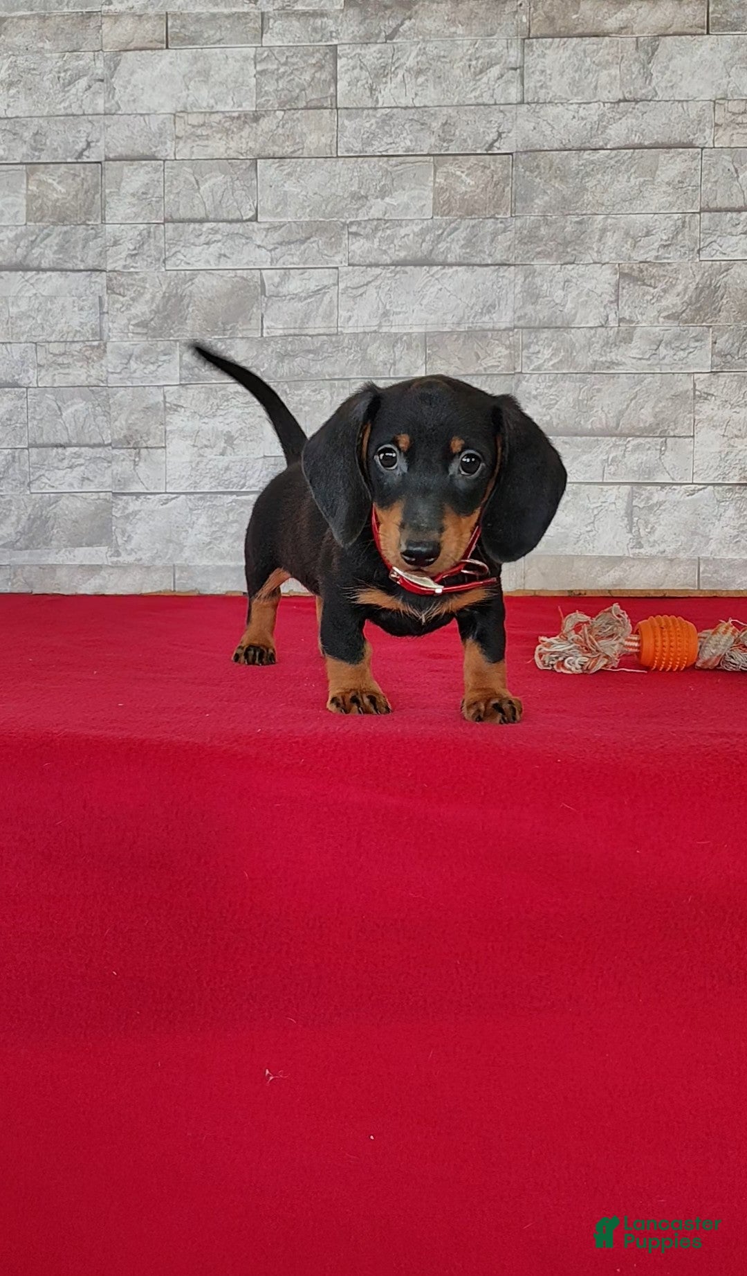 Miniature Dachshund dogs Tameron - Ad 1
