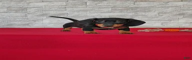 Tameron