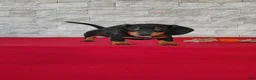 Miniature Dachshund dogs for sale: Tameron - Ad 1