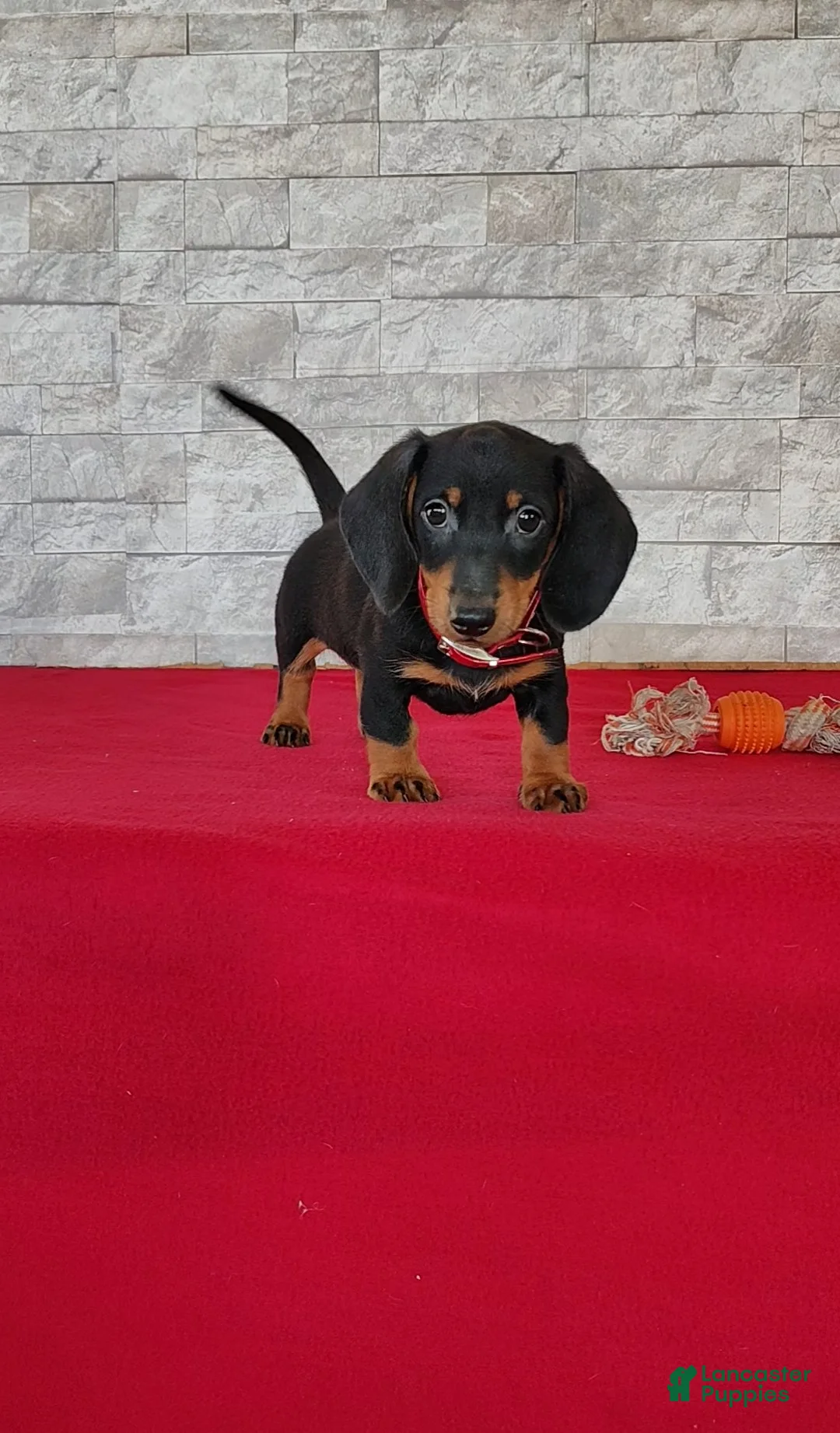 Miniature Dachshund dogs for sale: Tameron - Ad 1