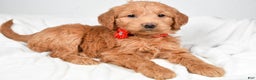 Mini Goldendoodle dogs for sale: Beverly - Ad 3