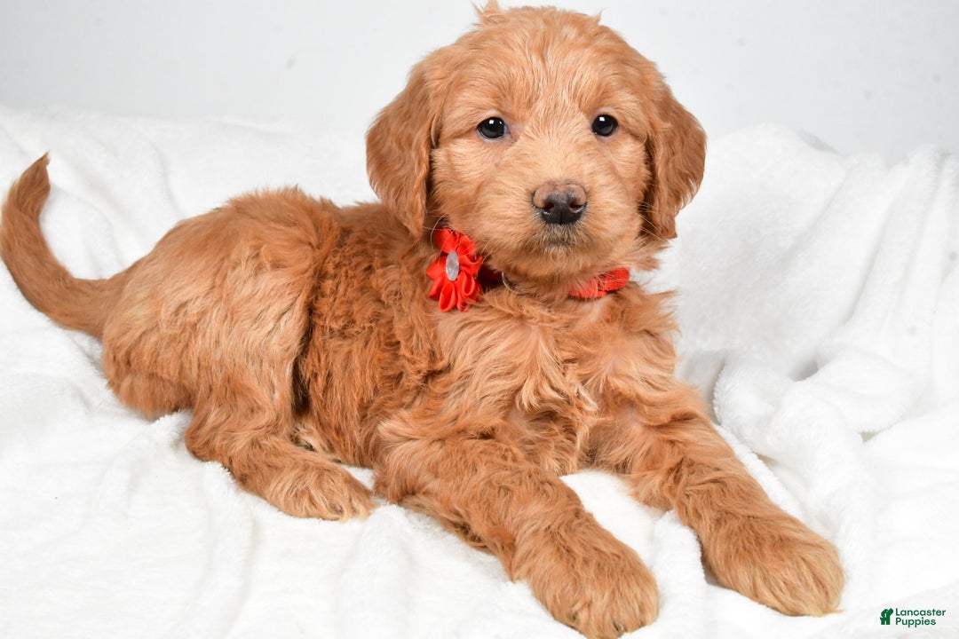 Mini Goldendoodle dogs for sale: Beverly - Ad 3