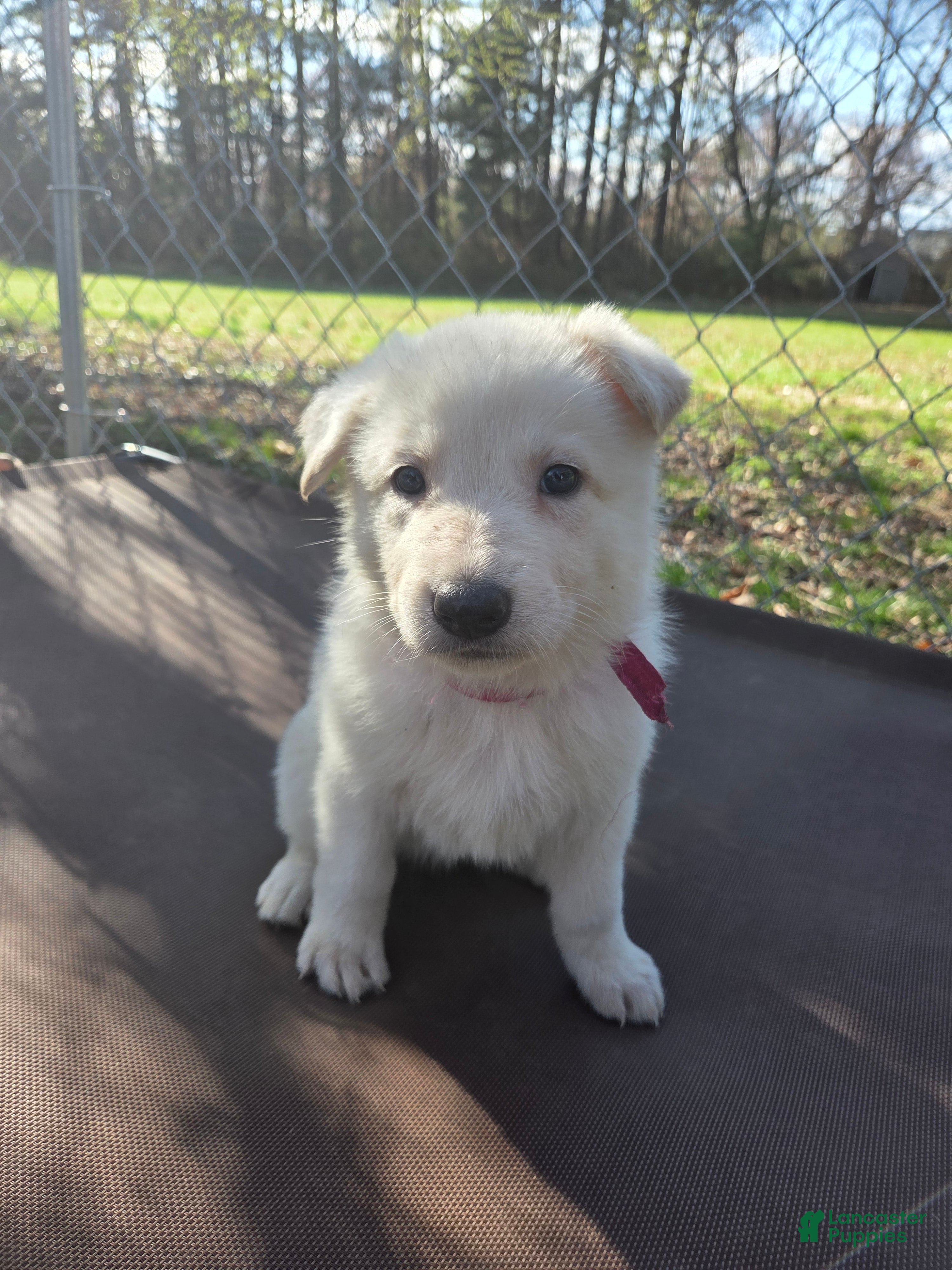 German Shepherd dogs White German Shepherd Puppy - Pink - Ad 7