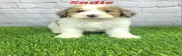 Mini Bernedoodle dogs for sale: Sadie - Ad 3