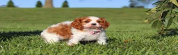 Cavalier King Charles Spaniel dogs for sale: Lila - Ad 3
